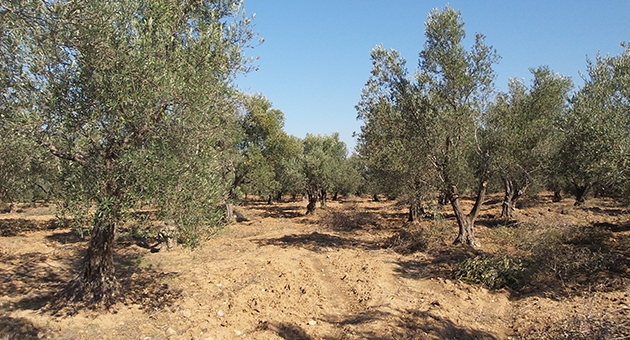 Zeytin talanı için yeni plan