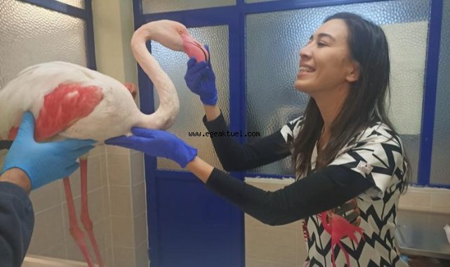 Hasta flamingo sağlığına kavuşacak
