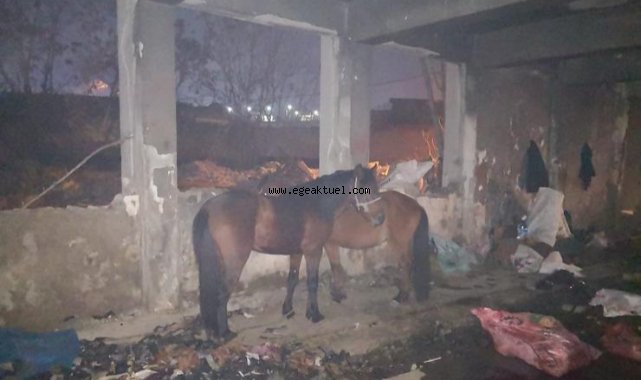 Konak’ta kaçak kesime Ortak operasyon