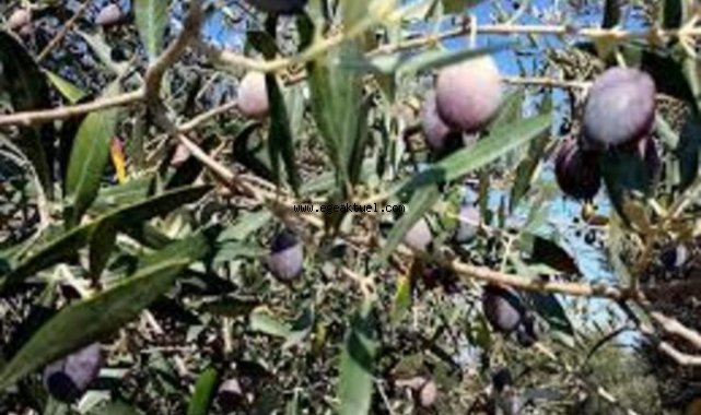 Alaçatı Ot Festivali’nde “Zeytin’e saygı”
