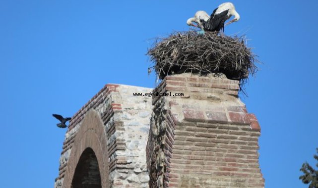 Baharın müjdecisi leylekler Efes Selçuk semalarında