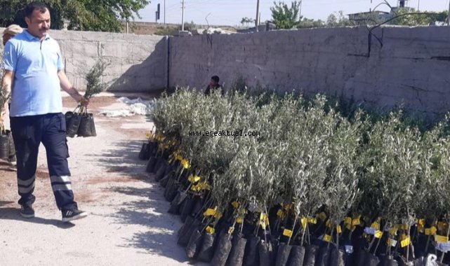 İzmir’den Osmaniye’ye 20 bin zeytin fidanı