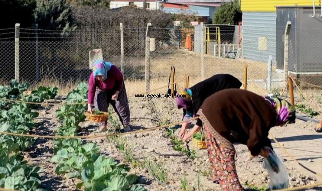 Kent Bostanı’nda ilk hasat gerçekleşti