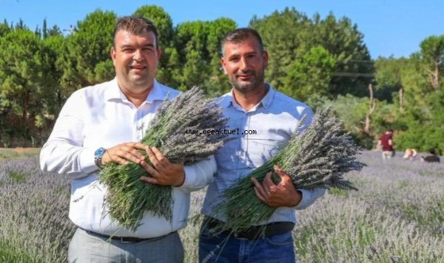 Mis Gibi Şenlik: Seferihisar’da Lavanta Büyüsü Başlıyor