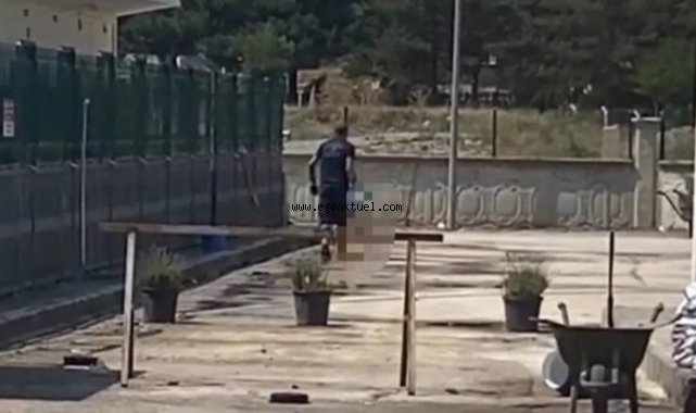 Belediye Barınağında Katliam!