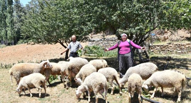 3 koyun ve 1 koçtan sürü oluşturdular