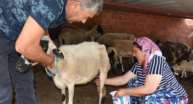 4 çocuk annesinin umut sürüsü