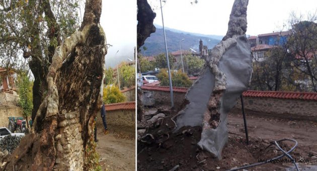 610 yıllık çınar ağacı işte böyle kurtarıldı