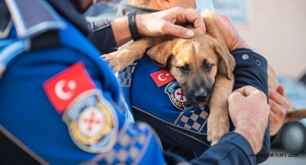 Aracın çarptığı yavru köpeği zabıta sahiplendi
