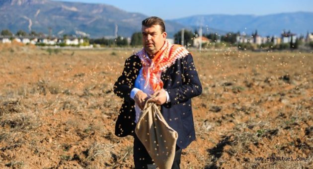 Atalık Karakılçık Buğday ekimi başladı