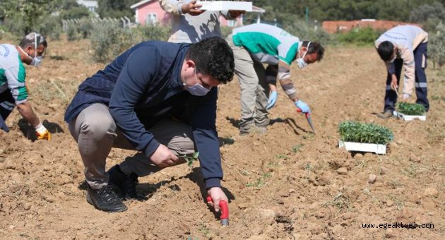Başkan Kılıç 16 dönümlük  “destek” bostanı kurdu