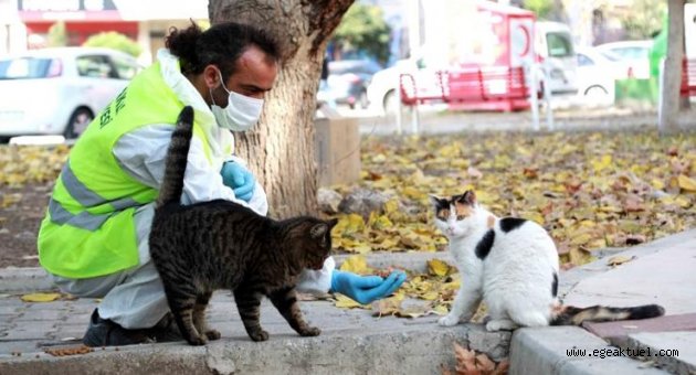 Bayraklı Belediyesinden can dostlara yeni yuva