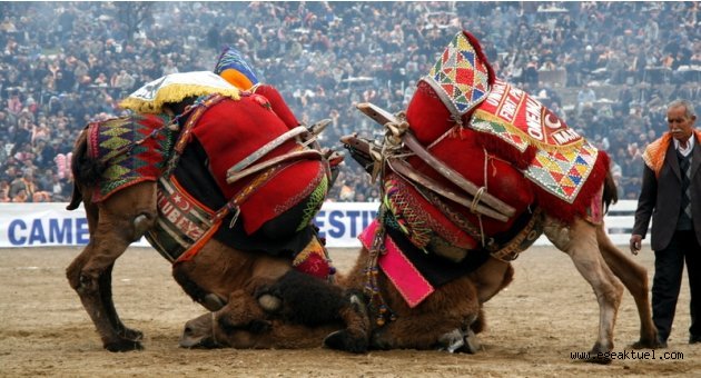 Bayraklı’da Deve Güreşi Festivali iptal
