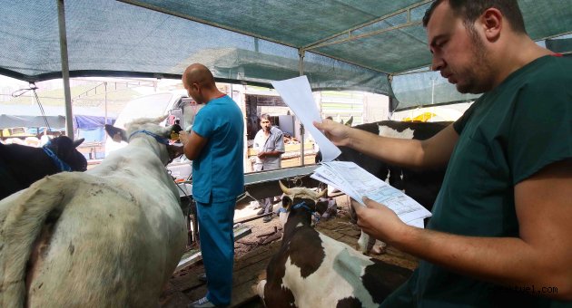 Bayraklı’da kurban alacaklara uyarılar 