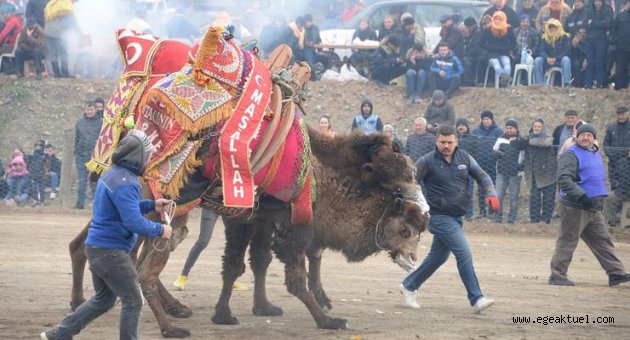 Bergama Deve Güreşi festivali büyük ilgi gördü
