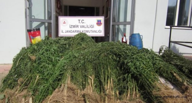 Beydağ'da 2 bin 200 kök Hint keneviri yakalandı