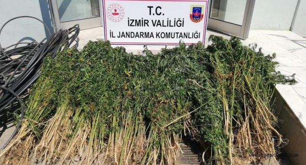 Beydağ'da jandarma 4 bin 200 kök Hint keneviri ele geçirdi 
