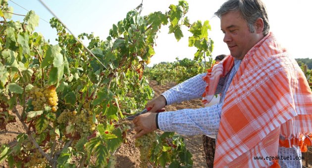 Buca Üzüm Bağı’ndan bereket fışkırıyor