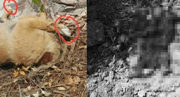 Bunun adı vahşet! Yavru köpekler katledildi