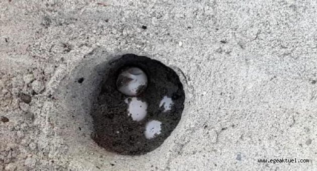 Caretta caretta, Çeşme sahillerine ilk kez yumurta bıraktı