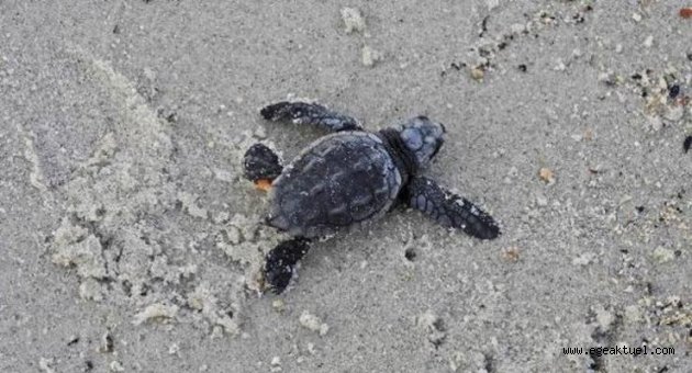 Caretta caretta'lar denizle buluştu