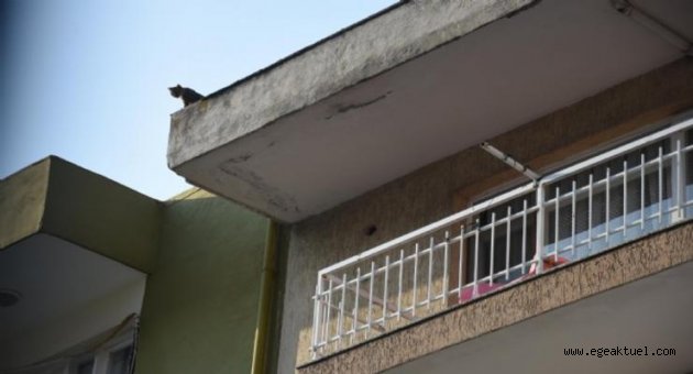 Çatıda mahsur kalan kedi kurtarıldı