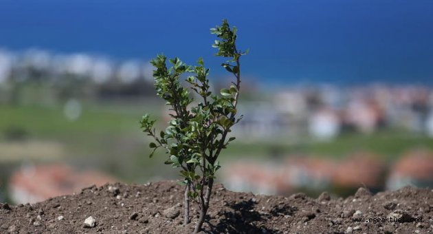 Çeşme'nin dağlarından ve ovalarından sakız damlayacak
