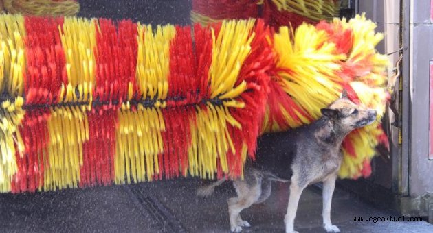 En temiz köpek, yıkanma yöntemiyle fenomen oldu 