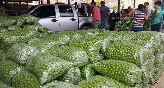 Erik piyasası 3,5 lira ile açıldı 