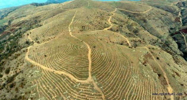 İzmir'de 1926 hektar alan ağaçlandırıldı
