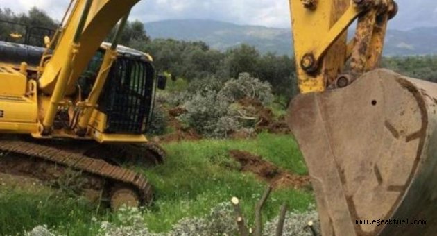 İzmir'de katliam: 100 metre yol için 1000 zeytin ağacı kesilecek!