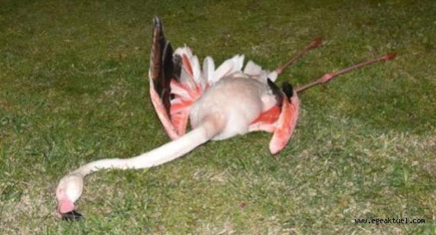 İzmir'de ölü bulunan flamingolara 'nekropsi' yapılacak