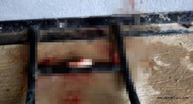 İzmir'de vahşet: 5 günlük kedileri, başlarını ve patilerini keserek öldürdüler