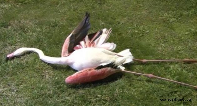 İzmir'deki flamingoların ölüm nedeni belli oldu