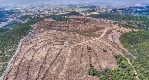İzmir'e yeni ormanlar tesis ediliyor