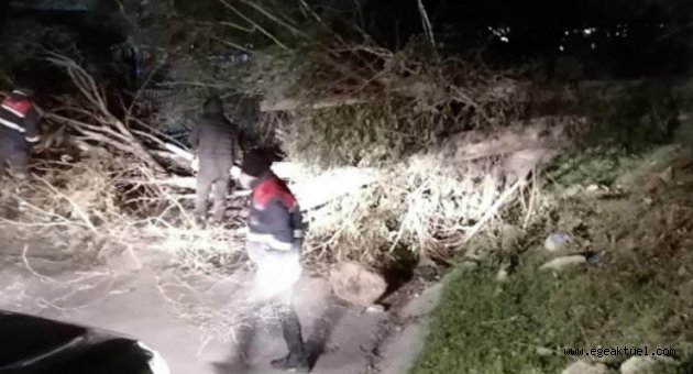 İzmir'i fırtına vurdu, ağaçlar devrildi