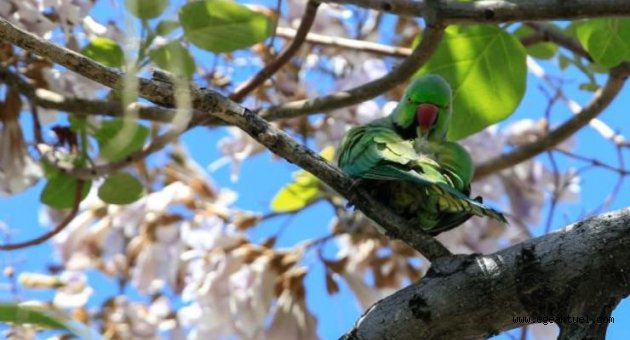 İzmir'in egzotik misafirleri