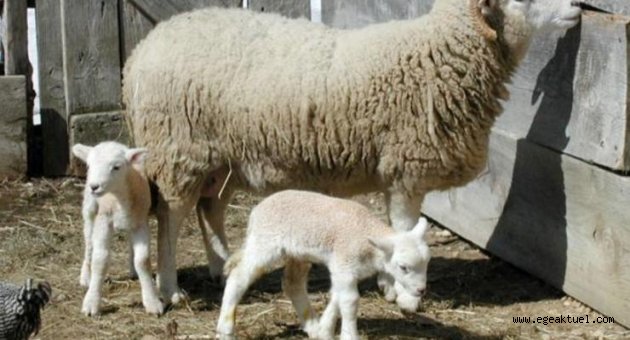 İzmir'in o ilçesinde hayvan giriş-çıkışları yasaklanmıştı: Veba olduğu kesinleşti!
