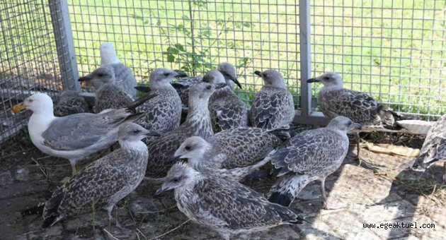 Karşıyaka’da ‘yavru martı’ seferberliği