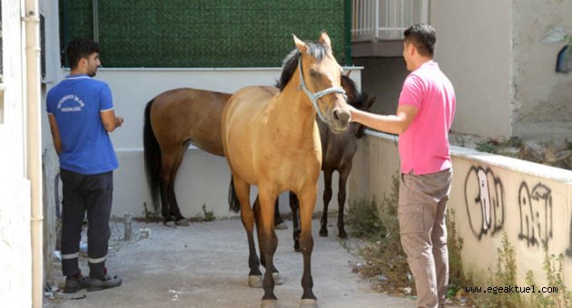 Karşıyaka’da ‘başıboş at’ operasyonu
