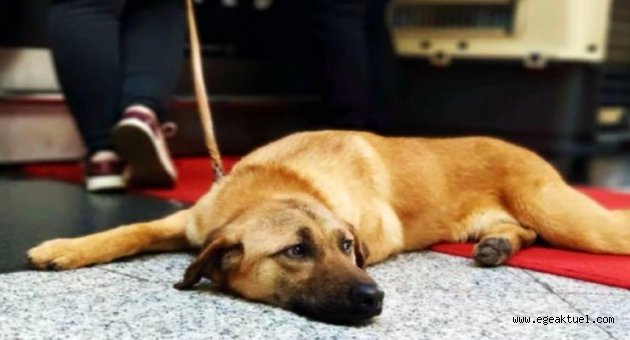 'Kasım' adlı köpeğe ABD'de yeni yuva