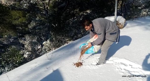 Kemalpaşa Belediyesi soğuk kış günlerinde can dostları unutmadı