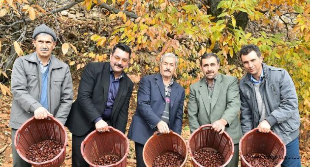 Kestane üreticisine "hayati" destek