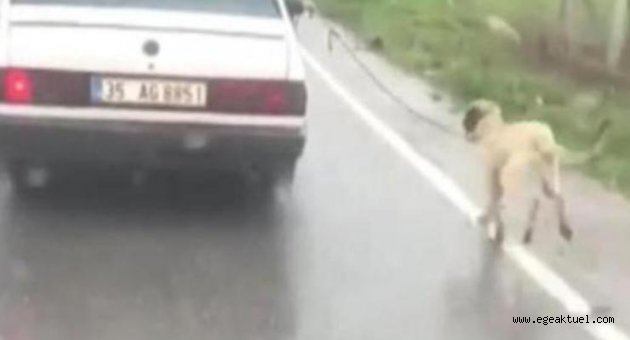 Köpeklerini sürükleyen iki sürücüye ceza