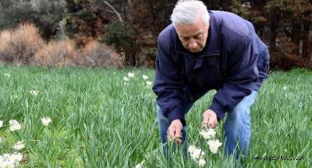 Nergislerin üretimi her yıl azalıyor