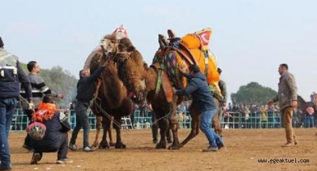 Ödemiş'te 23'üncü 'Deve Güreşleri' yapıldı