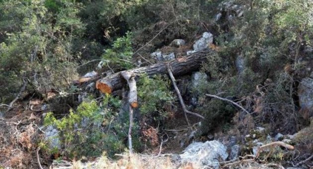 Orman Genel Müdürlüğü'nden kalker ocağı için açıklama