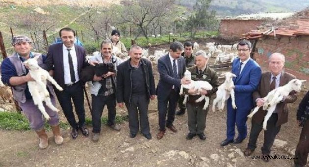 Orman köylüsüne Saanen tekesi desteği