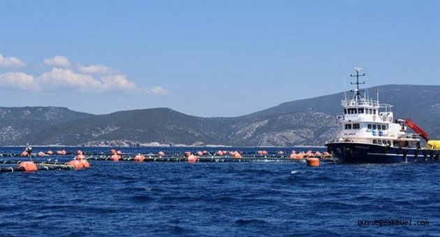 Seferihisar, orkinos çiftliği mücadelesini kazandı