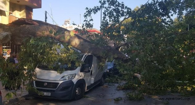 Tire’de asırlık çınar zamana direnemedi 